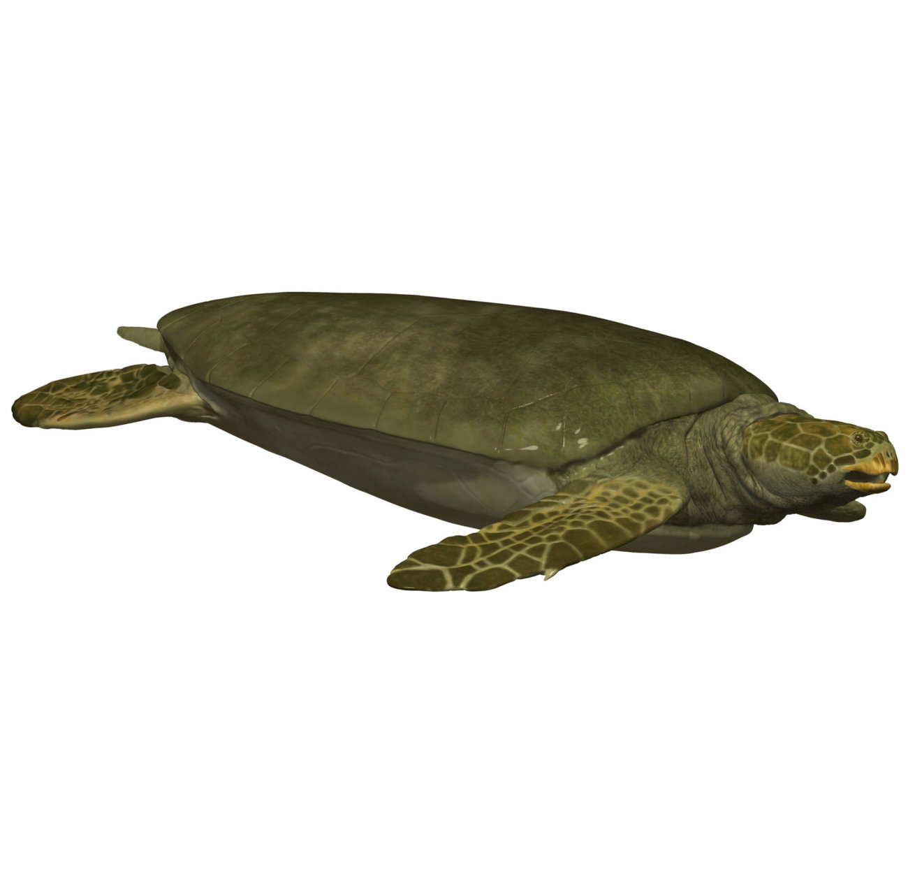 An artist’s rendering of what the ancient sea turtle Angolachelys mbaxi might have looked like when it was alive. (Karen Carr Studios, Inc.)