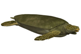 An artist’s rendering of what the ancient sea turtle Angolachelys mbaxi might have looked like when it was alive. (Karen Carr Studios, Inc.)