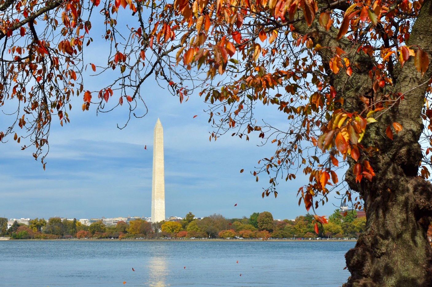 The outer rim of the Tidal Basin is lined with patches of bright yellow and oranges. (WTOP/Dave Dildine)