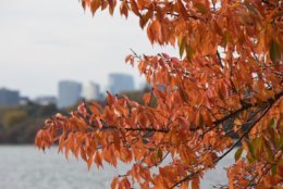 Fall foliage officially comes to the Tidal Basin. (WTOP/Dave Dildine)