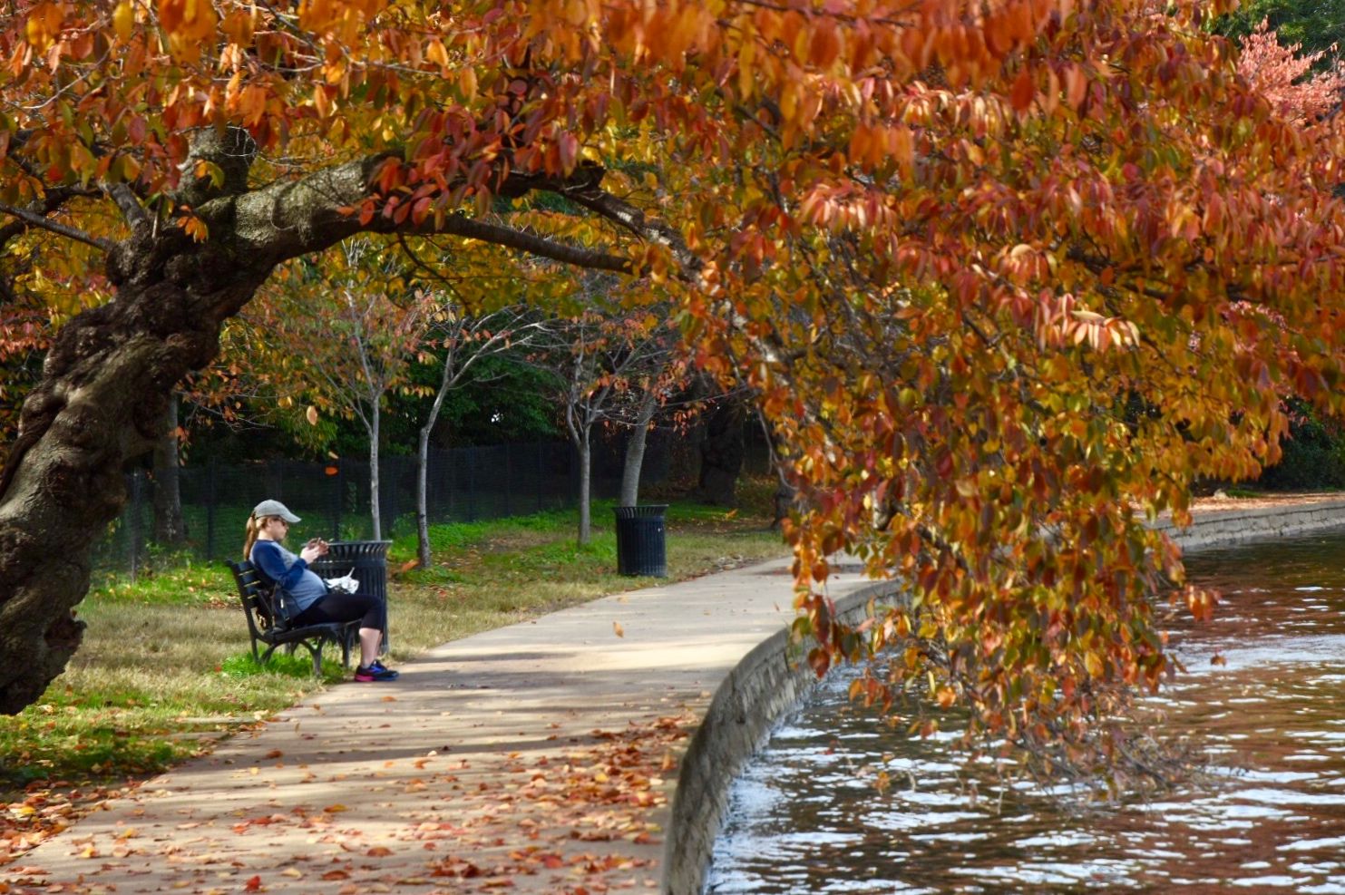The Tidal Basin boasts vibrant oranges and yellows as fall foliage comes to the D.C. area. (WTOP/Dave Dildine)