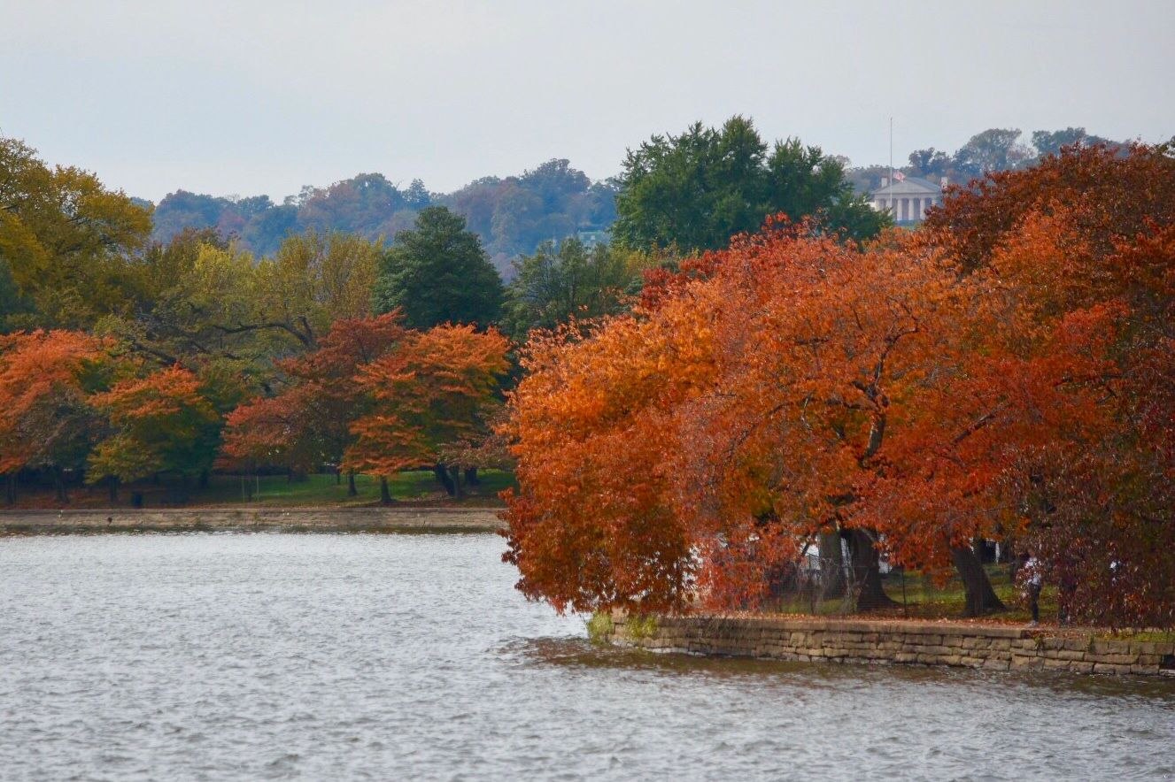The cherry trees around the Tidal Basin are most famous for their sea of pink petals in the spring time. But they also cloak the region in fiery oranges during peak fall foliage, too. (WTOP/Dave Dildine)