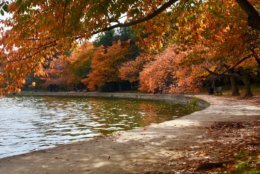 "The Tidal Basin is a great location to see and photograph the fall foliage," said Brent Everitt, spokesman for the National Park Service. (WTOP/Dave Dildine)