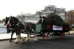 The White House Christmas Tree, presented to President Donald Trump and first lady Melania Trump by the Smith family of the Mountain Top Fraser Fir farm in Newland, N.C., arrives on a horse-drawn carriage on the North Lawn driveway of the White House, in Washington, Monday, Nov. 19, 2018. The North Carolina-grown 19 1/2-foot-tall Fraser Fir will be displayed in the Blue Room of the White House. (AP Photo/Manuel Balce Ceneta)