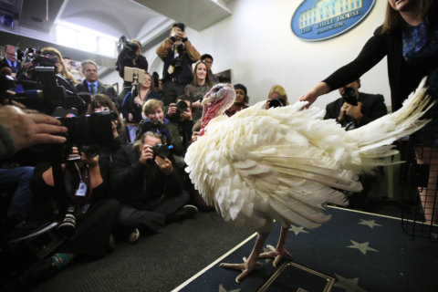 WATCH: Trump to pardon Thanksgiving turkey
