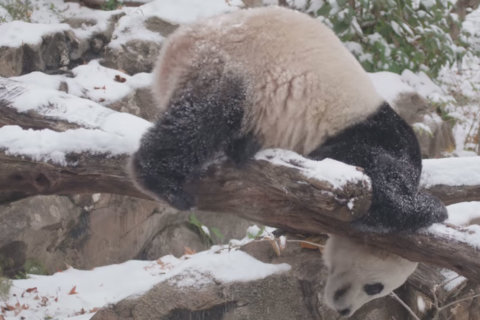 Panda, brrr!! Bei Bei goes all out in the snow at National Zoo