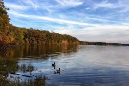 A view of the ducks enjoying Burke Lake in Fairfax County, Virginia. (Courtesy Christina Taylor)