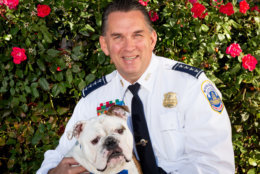D.C. police Chief Peter Newsham patrols the sidewalks with his dog Harry. (Courtesy Humane Rescue Alliance)