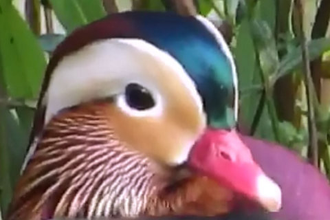 Watch: Rare Mandarin duck spotted in New York’s Central Park