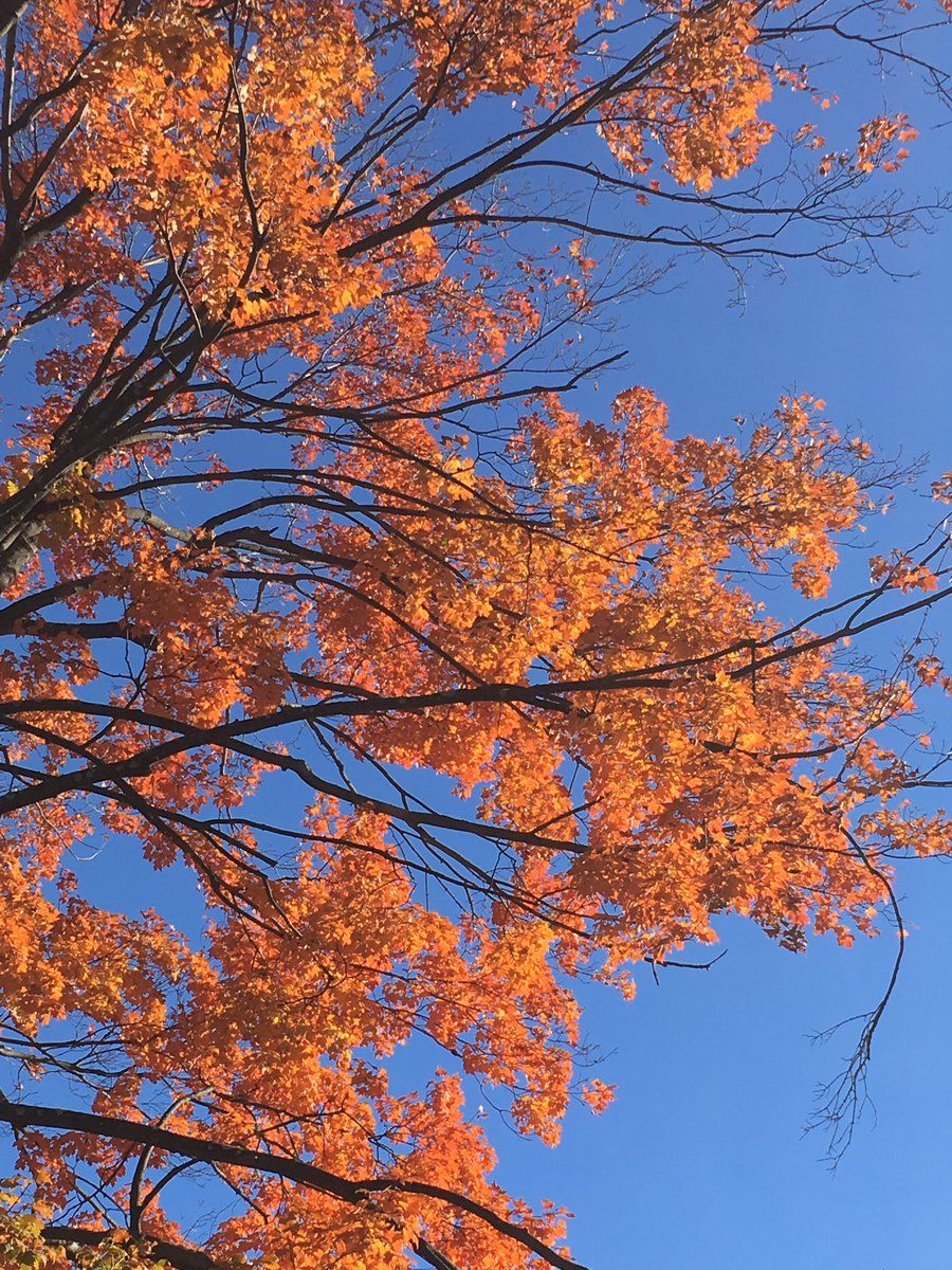 Twitter user Kim Ash took a picture of the crisp fall leaves on a tree in Arlington. (Courtesy @KimAshinArlVA)