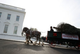 WASHINGTON, DC - NOVEMBER 19: A horse drawn carriage delivers a North Carolina grown Fraser Fir Christmas Tree at the North Portico as it makes its way to the Blue Room for display at the White House on November 19, 2018 in Washington, DC.  (Photo by Mark Wilson/Getty Images)