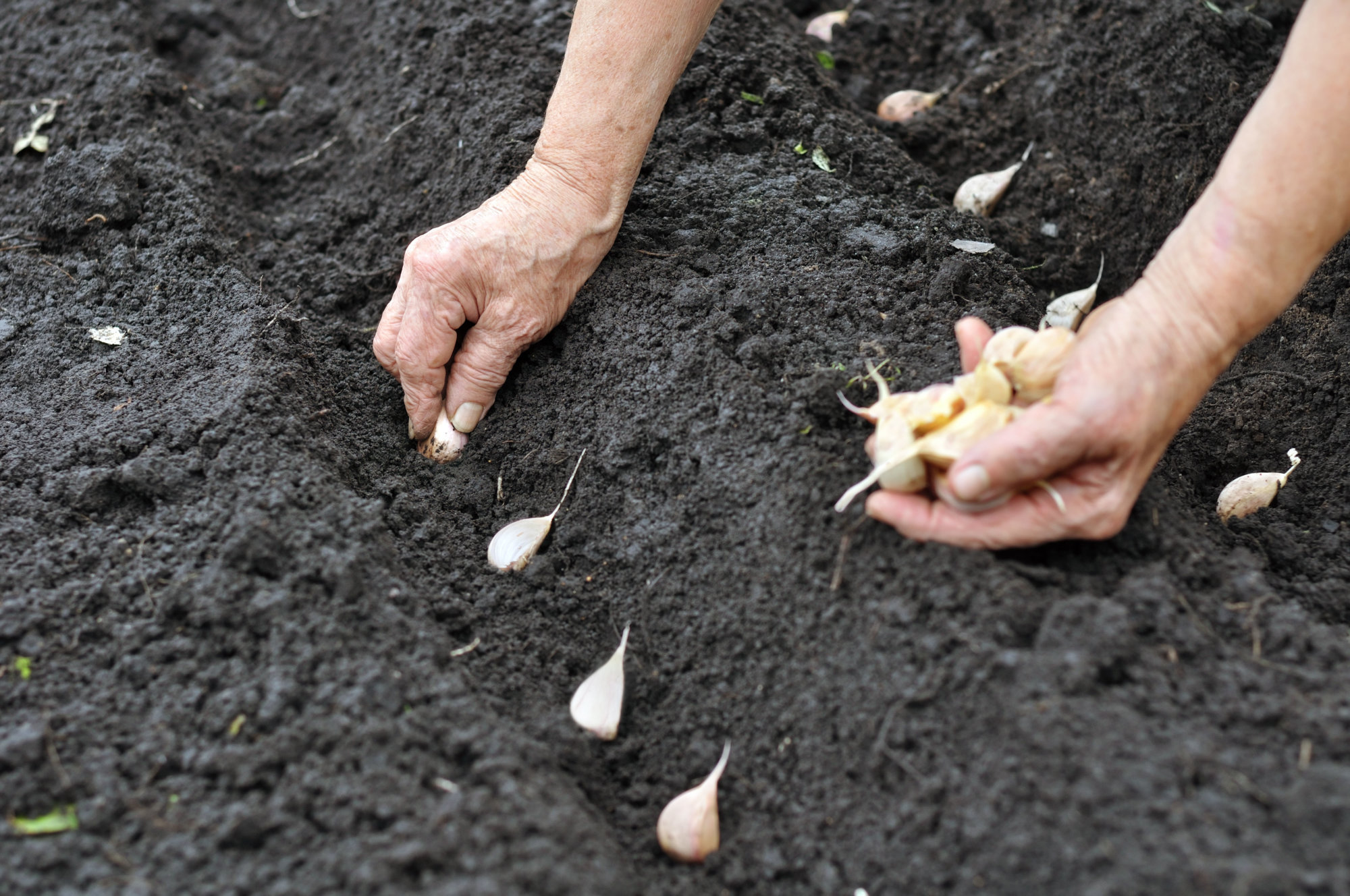 Senior woman planting garlic in the vegetable garden