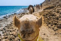 First person camel ride along the coast of the Golden City famous for its sunsets and Blue Hole.