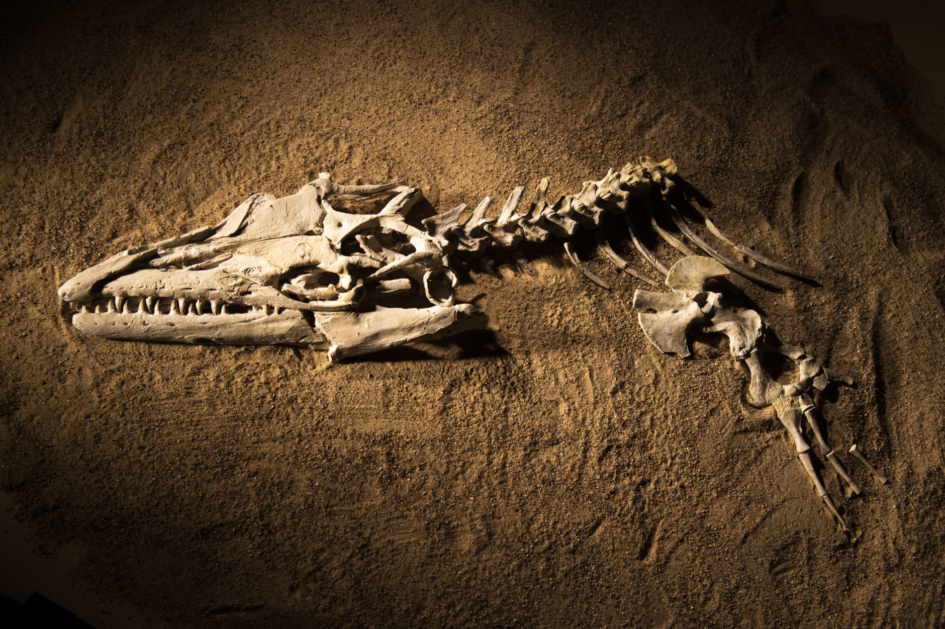 The fossil skull and partial skeleton of mosasaur Angolasaurus bocagei excavated from Angola’s costal cliffs for display in “Sea Monsters Unearthed.” (Hillsman S. Jackson, Southern Methodist University)