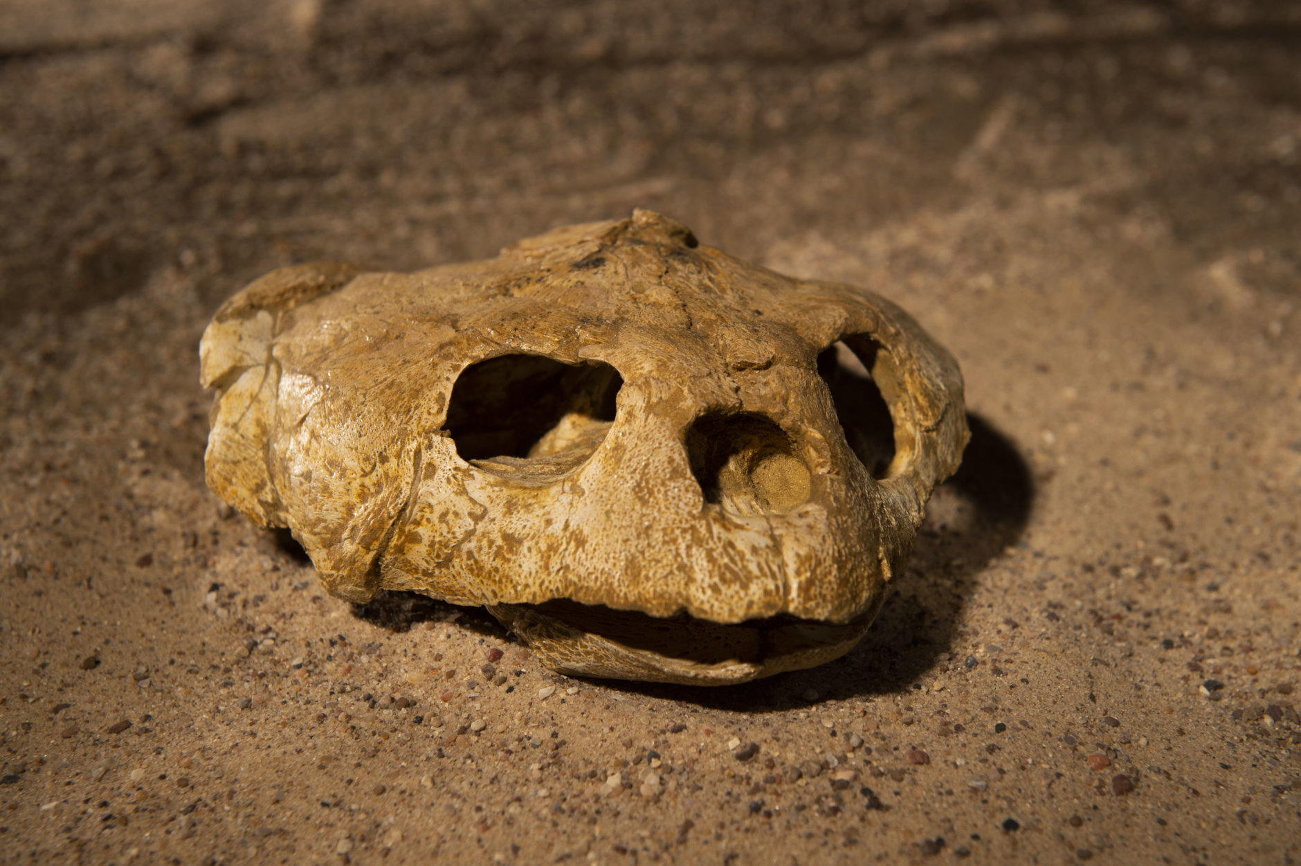 A fossil Euclastes sea turtle skull excavated from Angola’s coastal cliffs. (Hillsman S. Jackson, Southern Methodist University)