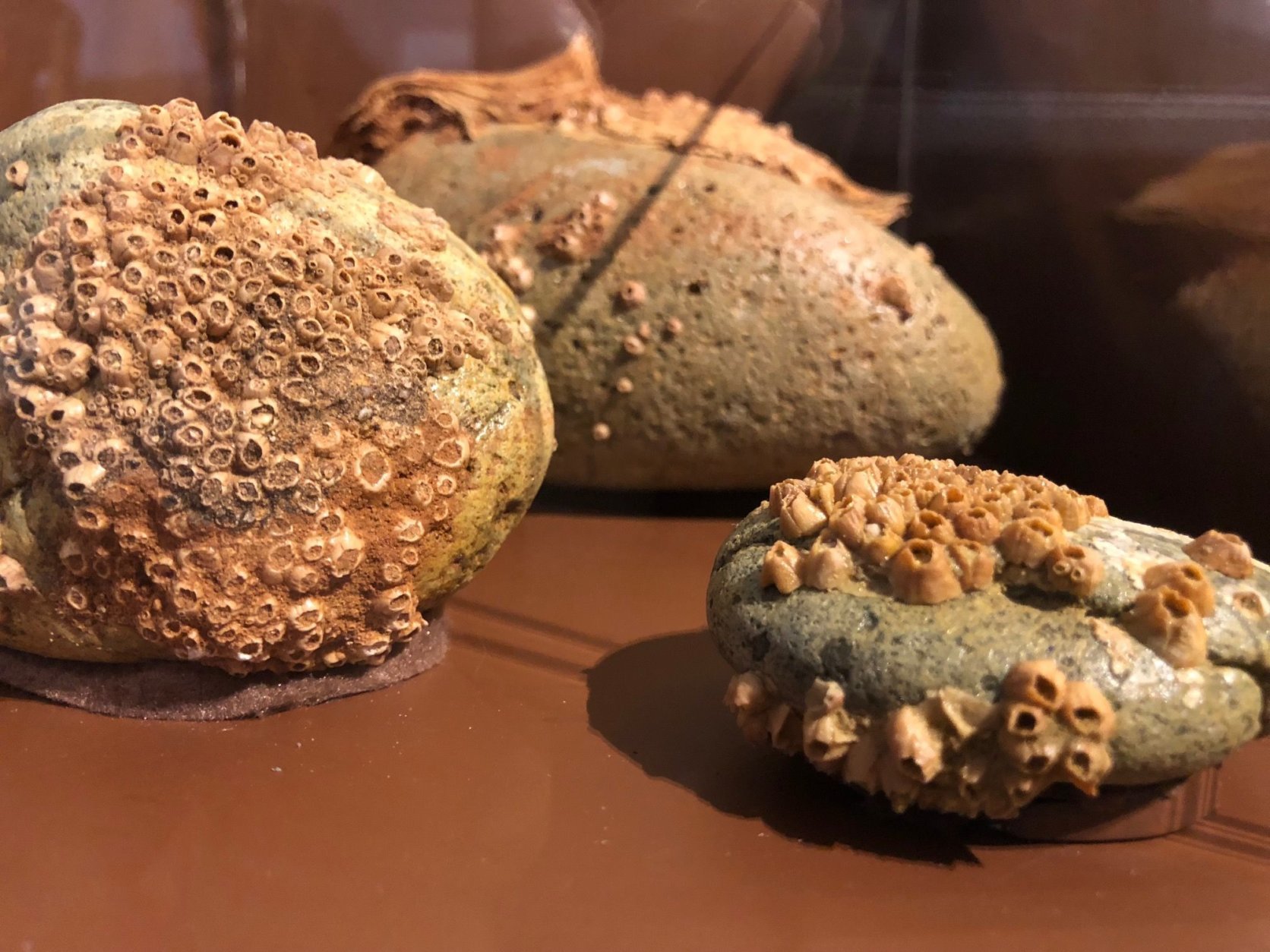These are boulders with barnacles and oysters affixed to them that were collected at the top of a cliff as a result of uplift, which is a geologic process causing the Earth's crust to bulge along Angola's coast, lifting part of the seafloor out of the water. (WTOP/Kristi King)