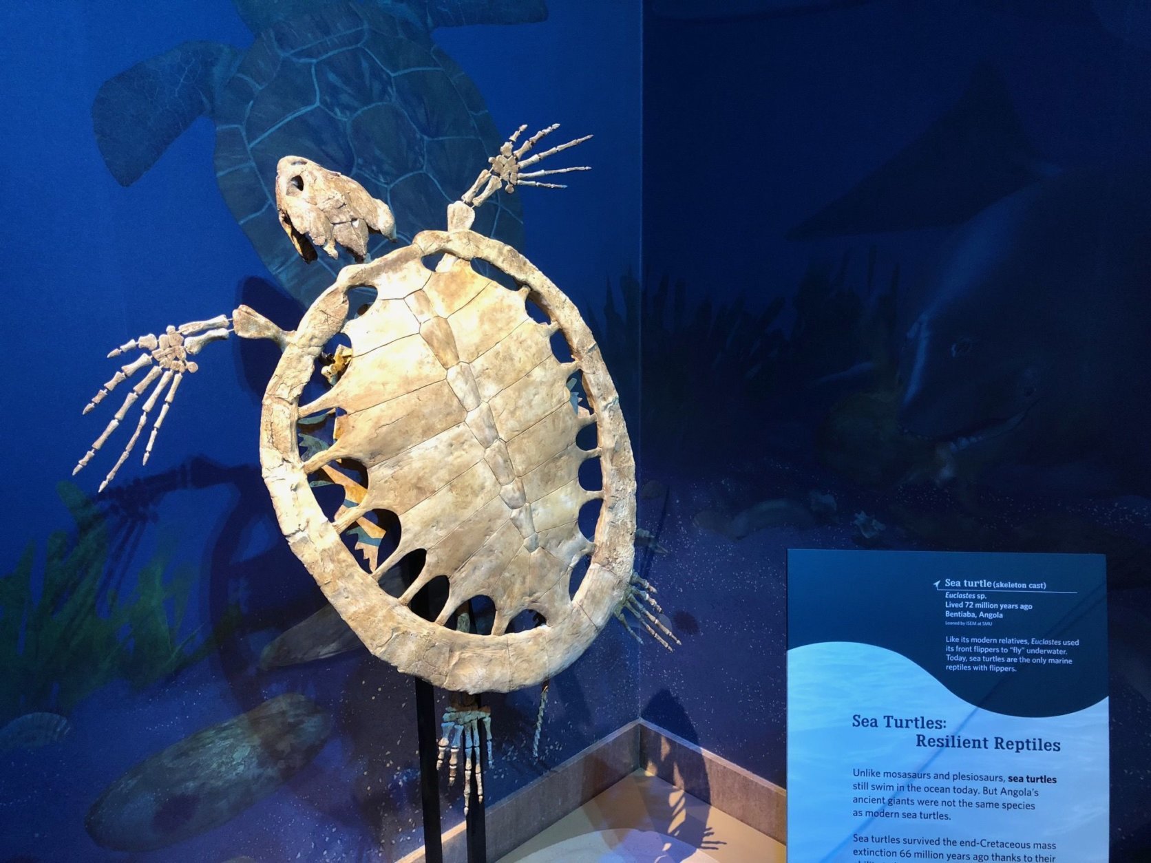 This is a new species of a turtle of the genus euclastes that was found at the locality. So newly discovered, it hasn’t been named yet. Euclastes is an extinct genus of sea turtle. (WTOP/Kristi King)