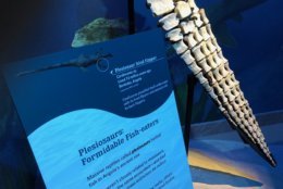 A fossilized plesiosaur flipper. (WTOP/Kristi King)