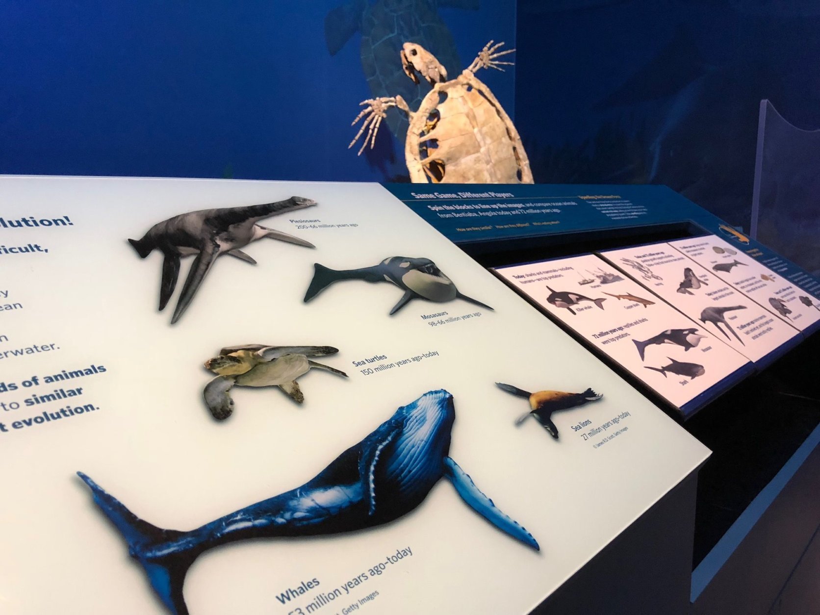 An illustration of some of the massive creatures that used to inhabit the South Atlantic. (WTOP/Kristi King)