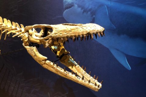 Real monsters: Smithsonian exhibit showcases ancient ocean terrors