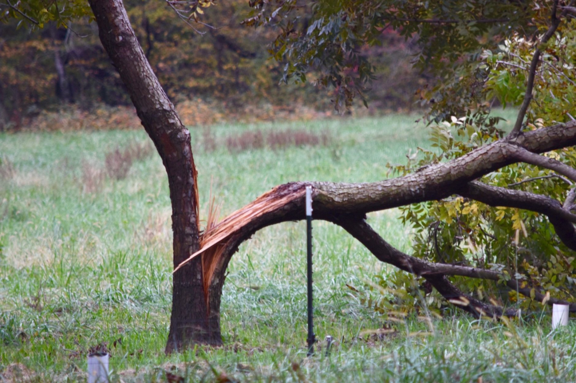 Friday night's storms also caused some minor tree damage. (WTOP/Dave Dildine)