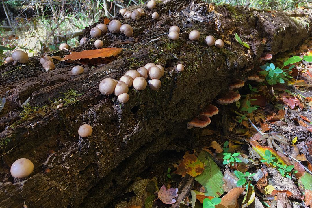 Jennifer Shanahan saw these mushrooms in Prince William Forest Park over the weekend. (Courtesy, Jennifer Shanahan)