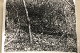 A 1972 police photo of the area where the unidentified woman was killed. (Courtesy Prince George's County Police Department)