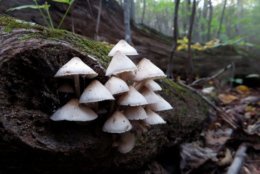 These mushrooms bloomed last month along the Buck Hollow Trail in Shenandoah National Park. (Courtesy, Lisa Robinson)
