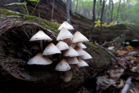 Generous rain totals create boom year for mushrooms