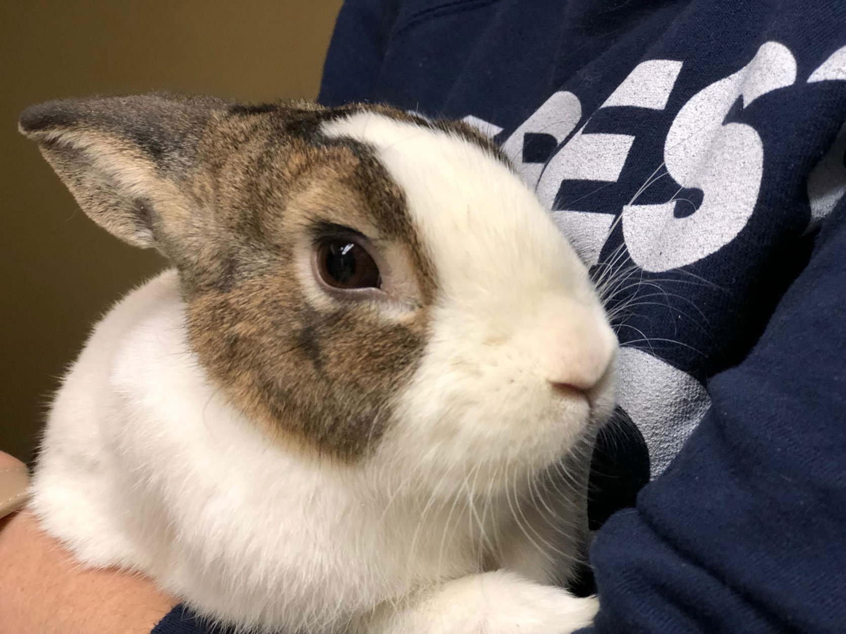 It’s not all puppies and kittens — rabbits such as Swirl here would like a new home. Black Friday adoption events were held at shelters in the region, including the Animal Welfare League of Arlington. (WTOP/Kate Ryan)