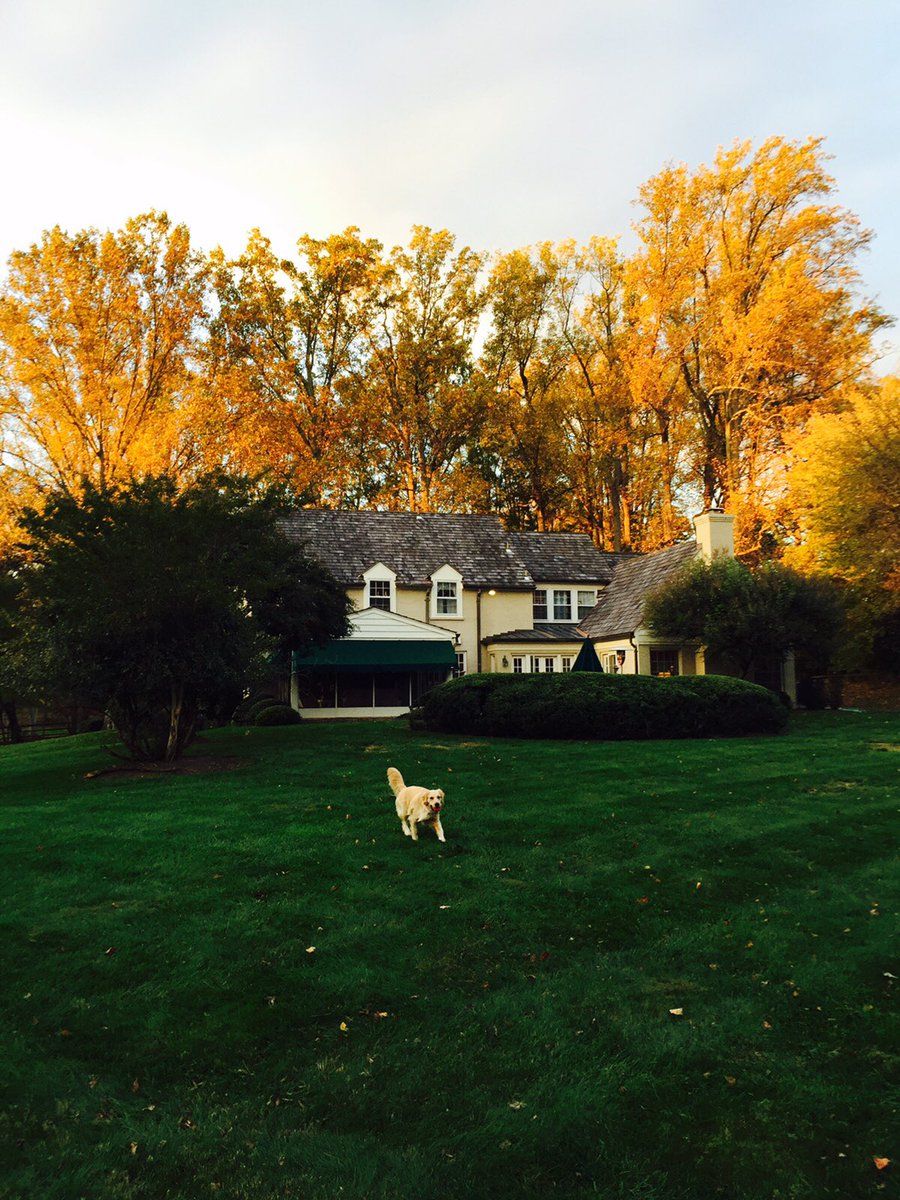 Richard LaFleur's dog enjoys a brisk run in the fall air. (Courtesy Twitter/Richard LaFleur) 