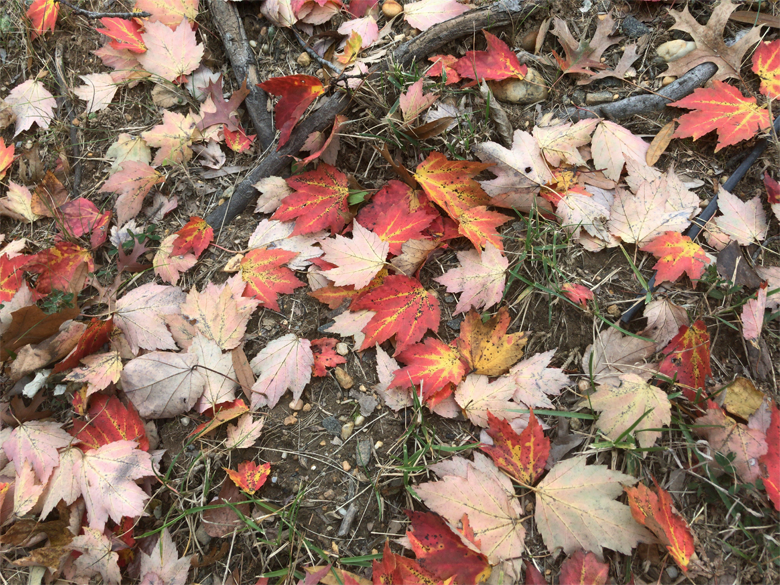 Fallen leaves (Courtesy Michael Sabino)