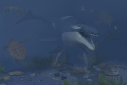 An artist’s rendering of a 72-million-year-old ecosystem found off of coastal Angola. If you visited coastal Angola today, you could swim with whales and dolphins. But if you traveled back in time to the Late Cretaceous, you might not have wanted to jump in the water—it was filled with carnivorous reptiles, like mosasaurs and plesiosaurs. Even some of the sea turtles were enormous. (Courtesy Smithsonian/Karen Carr Studios, Inc.)