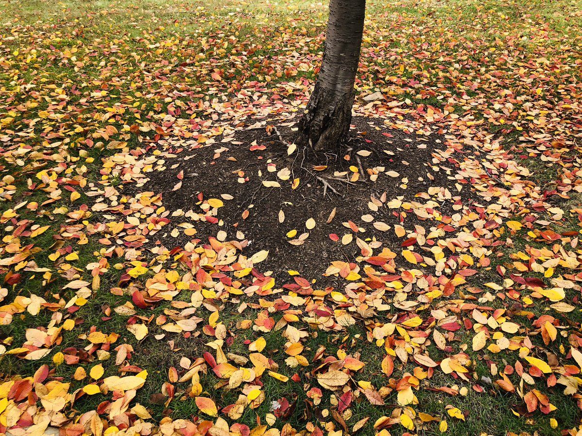 Leaves blanket the ground as fall foliage comes to the DC area. (Courtesy @TweetSukanya_