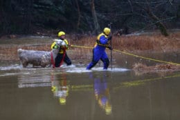Howard County Fire and EMS crews saved a llama caught in flooded field near the Patuxent River in Highland, Maryland, Sunday Dec. 16. The rescue came after a weekend of record-setting rain. (Courtesy Howard County Fire and EMS)