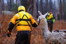 Howard County Fire and EMS crews saved a llama caught in flooded field near the Patuxent River in Highland, Maryland, Sunday Dec. 16. The rescue came after a weekend of record-setting rain. (Courtesy Howard County Fire and EMS)