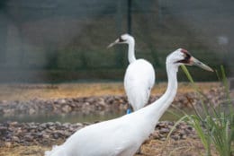 Whooping Cranes explore their new habitat at the Smithsonian Conservation Biology Institute in Front Royal, Virginia. (Photo by Skip Brown, SCBI)