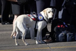 Sully, the yellow Labrador retriever who was former President George H.W. Bush's service dog during a departure ceremony at Ellington Field Monday, Dec. 3, 2018, in Houston. (AP Photo/David J. Phillip, Pool)