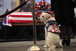 Sully, former President George H.W. Bush's service dog, pays his respect to President Bush as he lie in state at the U.S. Capitol in Washington, Tuesday, Dec. 4, 2018. (AP Photo/Manuel Balce Ceneta)