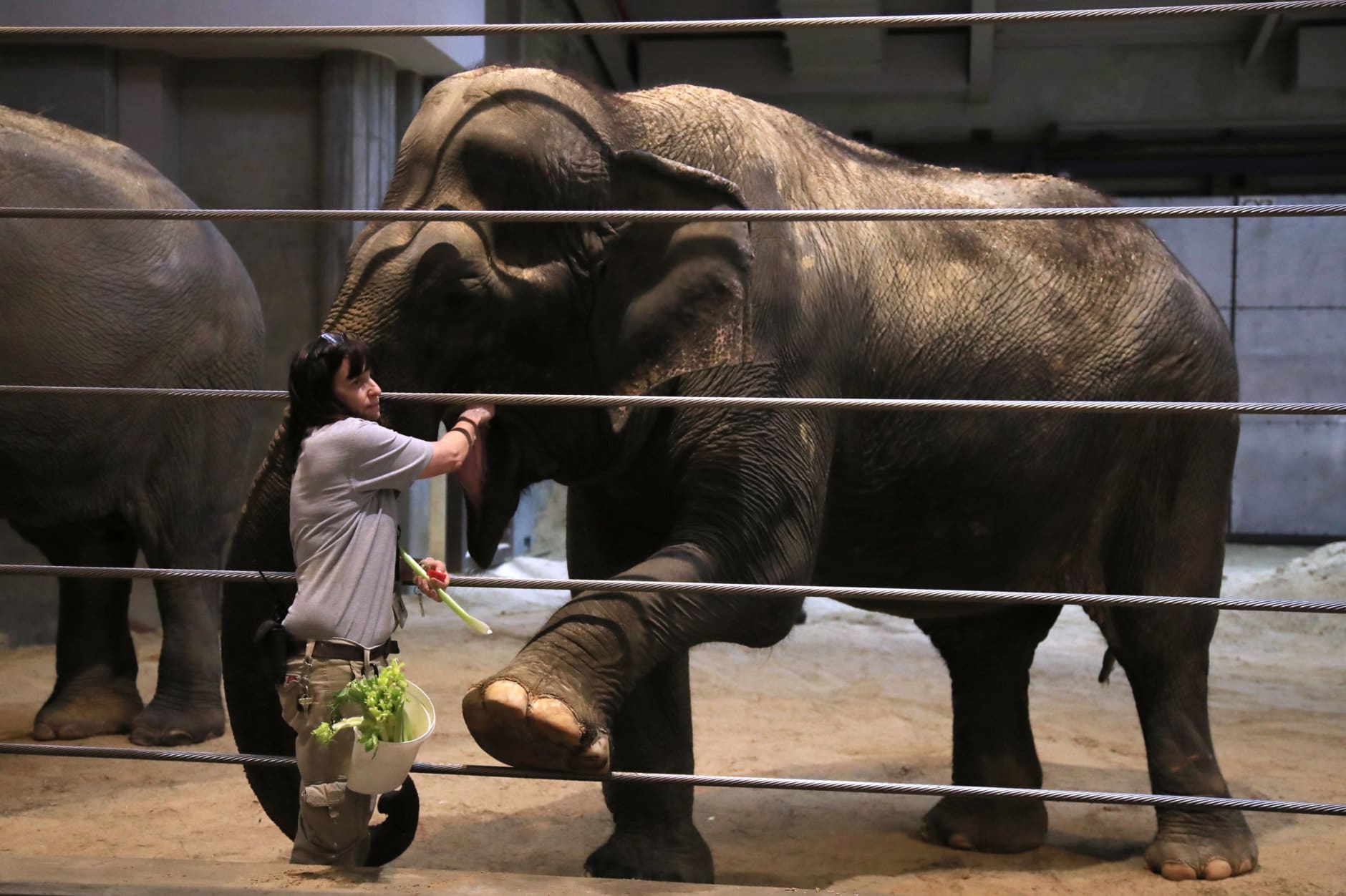 Elephant manager Marie Galloway feeds 70-year-old Asian elephant Ambika at the Smithsonian's National Zoo in Washington, Monday, Dec. 31, 2018. In the event of a prolonged government shutdown and zoo closes, the zoo keepers will be working unpaid. (AP Photo/Manuel Balce Ceneta)