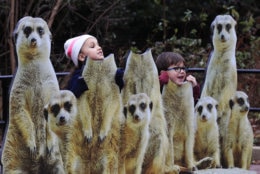 Maila and her brother Sammy Farag, play with meerkat cutout boards at the Smithsonian's National Zoo in Washington, Monday, Dec. 31, 2018. In the event of a prolonged government shutdown and Smithsonian's National Zoo closes, the zoo keepers will be working unpaid. (AP Photo/Manuel Balce Ceneta)