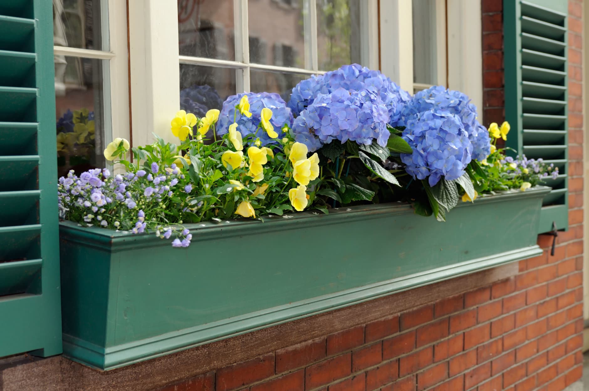 Green, elegant window box with blue Hydrangea. Matching green shutter, red brick wall