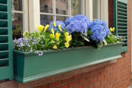 Green, elegant window box with blue Hydrangea. Matching green shutter, red brick wall