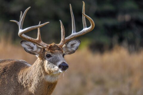 Virginia man arrested for poaching beloved deer