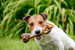 Jack Russell Terrier holdings in mouth big bone