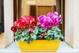 Flower pot with red and pink bright cyclamen on the .indow sill.