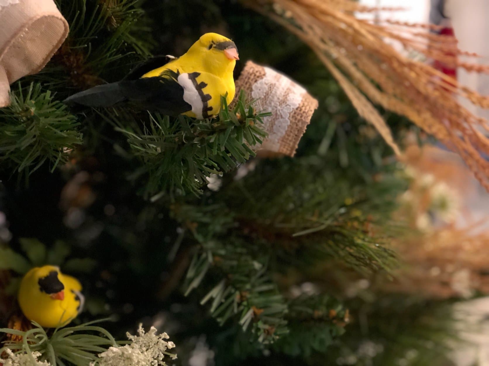 Why are goldfinches in this Christmas tree? Whole the Baltimore Oriole may be Maryland’s state bird, the bird of Howard County is the goldfinch. This tree is on view at Maryland’s State House in Annapolis, as part of a display of trees decorated by garden clubs across the state. (WTOP/Kate Ryan)