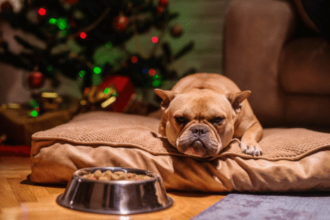 A puppy for Christmas? Reasons you may want to rethink giving a pet