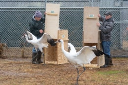 Whooping Cranes arriving at the Smithsonian Conservation Biology Institute in Front Royal, Virginia. (Courtesy Skip Brown, SCBI)