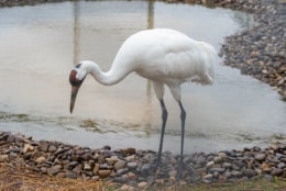 A Whooping crane at the Smithsonian Conservation Biology Institute. (Photo by Skip Brown, SCBI)